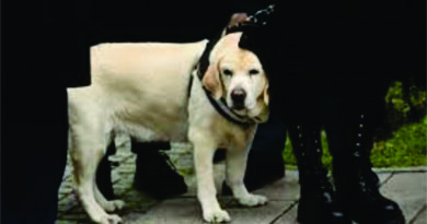 KOLUMNA – Gordan K. Čampar – DRUGARICA ŽUTA