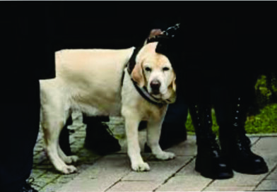 KOLUMNA – Gordan K. Čampar – DRUGARICA ŽUTA