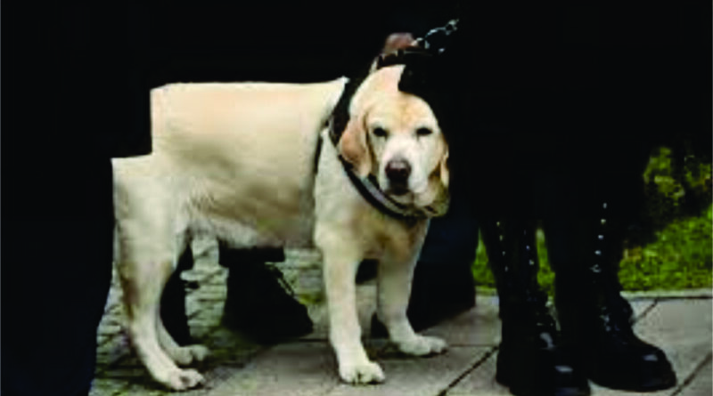 KOLUMNA – Gordan K. Čampar – DRUGARICA ŽUTA